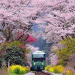 image for Spring in Japan