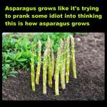 image for Asparagus is punking us