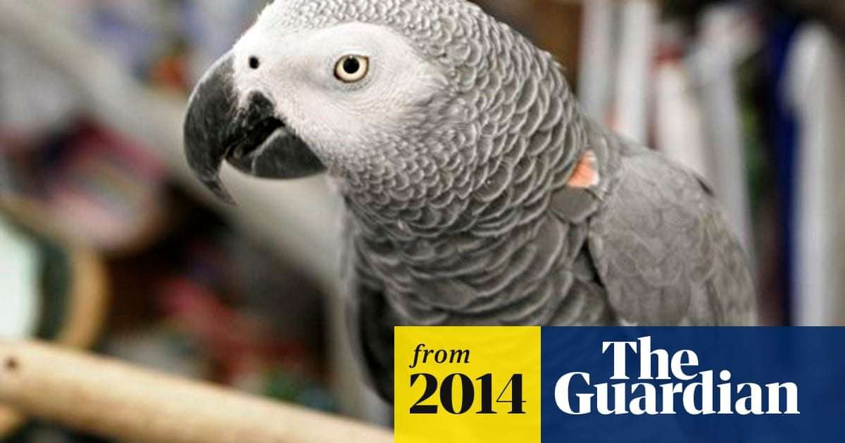 image for Missing parrot turns up minus British accent and speaking Spanish