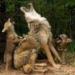 image for Coyote pups learning how to howl