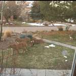 image for Mountain lions moving back into boulder during lockdown.