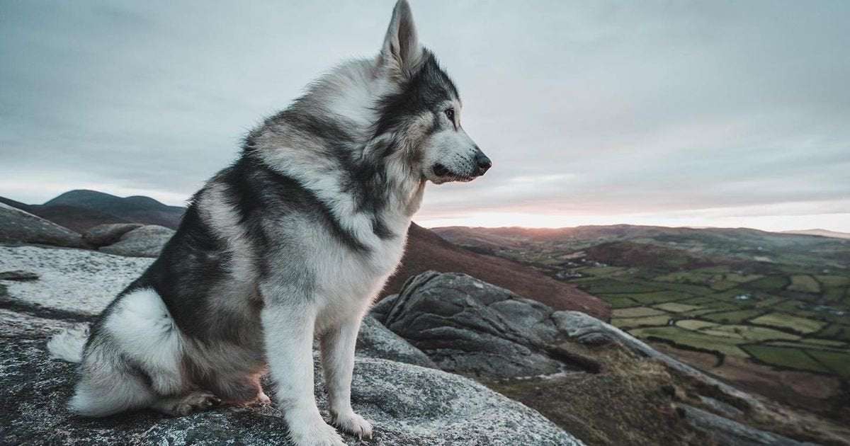 image for Game of Thrones Direwolf Odin has died after four month cancer battle