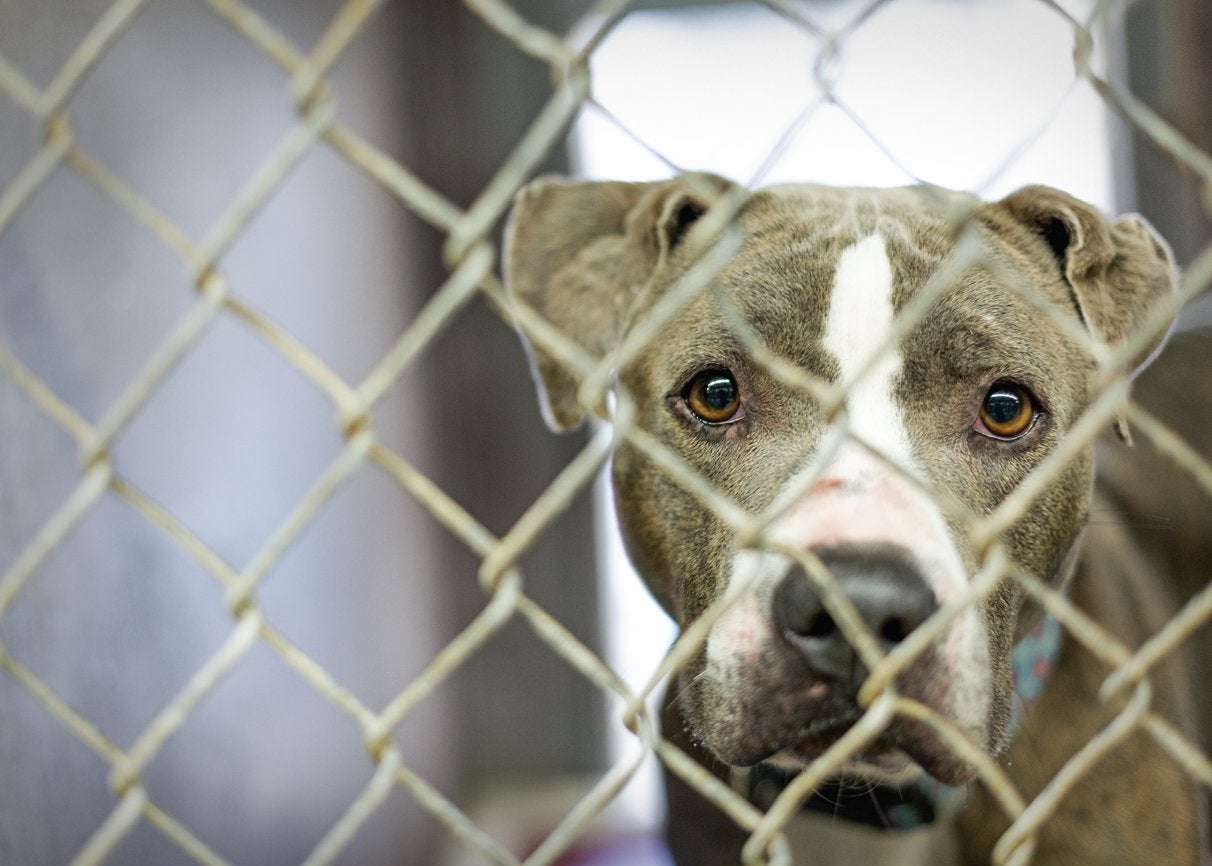 image for Kennels go empty after every animal gets adopted at Colorado shelter amid outbreak
