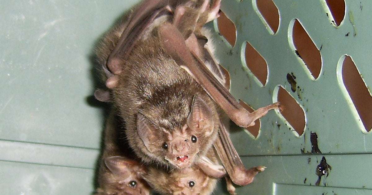 image for Even vampire bats do social distancing when their friends are sick