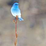image for The shades of blue on this Mountain Bluebird