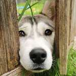 image for My neighbour's dog peaking through the fence to say hello