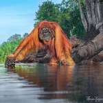 image for 🔥 Giant Wild Orangutan, Indonesia