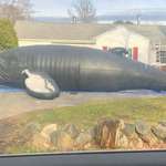 image for Inflatable life-size whale outside my neighbors house