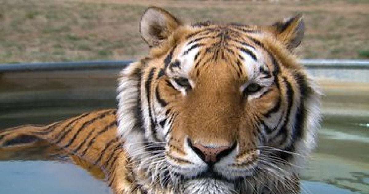 image for 39 tigers from Netflix series 'Tiger King' are now living in a Colorado animal sanctuary