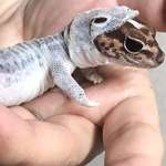 image for This tiny lizard perfectly shedding looks like he's wearing a tiny lizard space suit