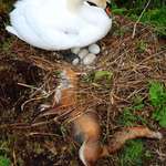 image for This Mother Swan defended her nest against a Fox and left it on display
