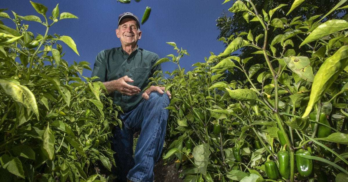 image for Jalapeño farmer wins $23.3 million in heated dispute with Sriracha maker