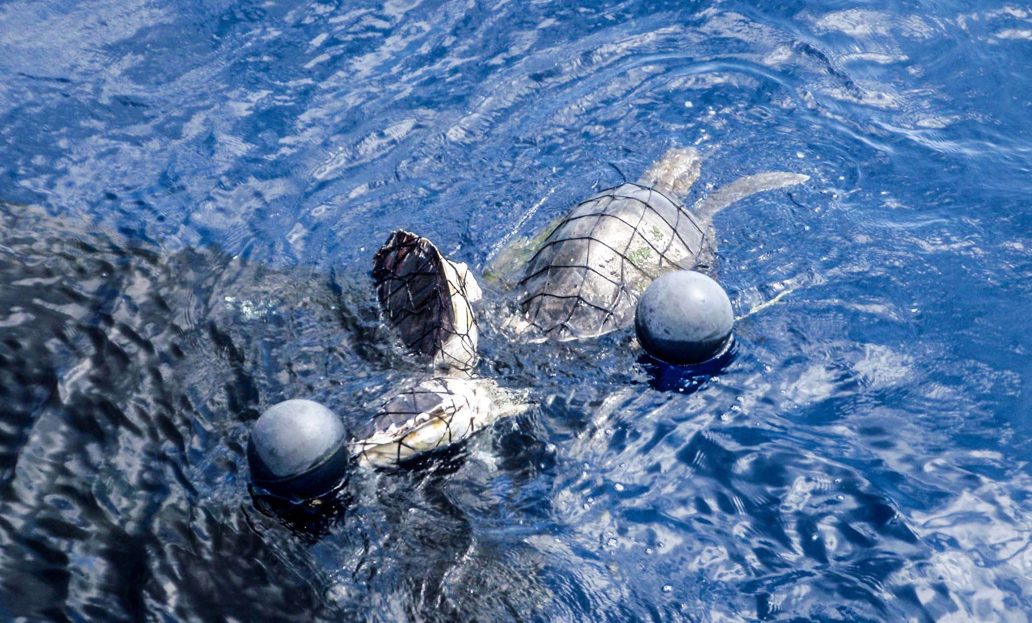 image for Researchers Use LED Lights To Save Dolphins And Turtles From Fishing Nets