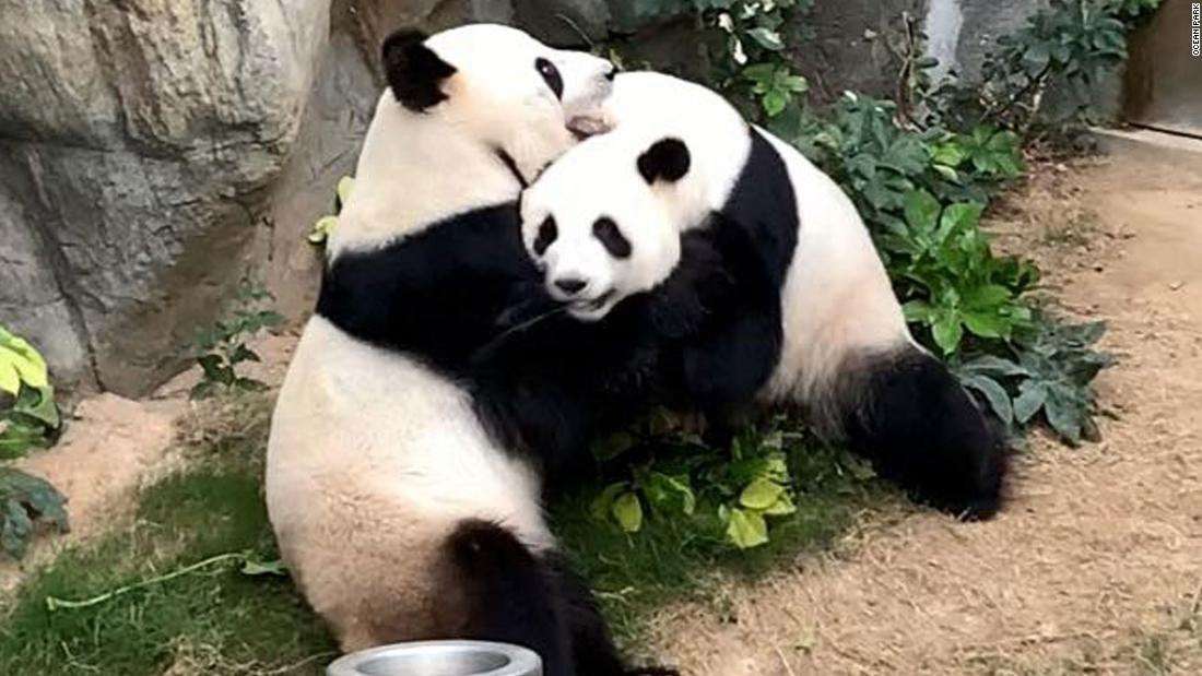 image for A zoo has been trying to get two pandas to mate for 10 years. When coronavirus shut the zoo down, the pandas finally did