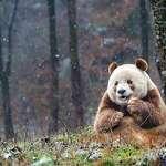 image for Qizai, the only brown panda in the world!