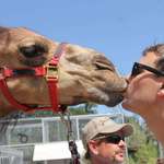 image for That time in 2014 when Joe Exotic told me to kiss a camel