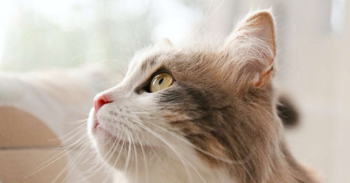 image for Can your pet get Covid-19? Study reveals risks for cats and dogs
