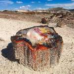 image for A 225 million year old petrified opal tree trunk located in Arizona
