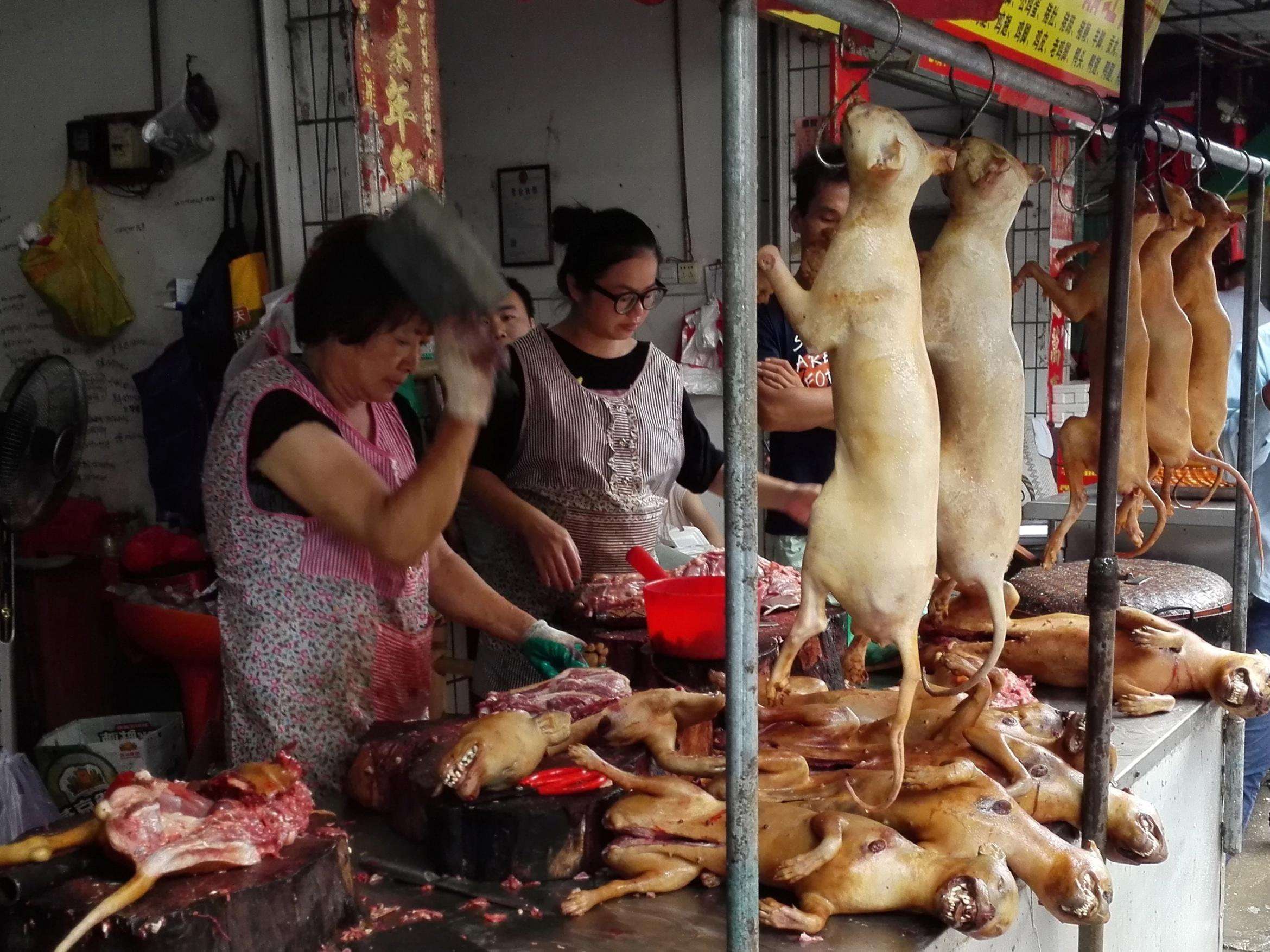image for Coronavirus: China declares dogs are companions and should not be eaten, signalling possible end to brutal meat trade