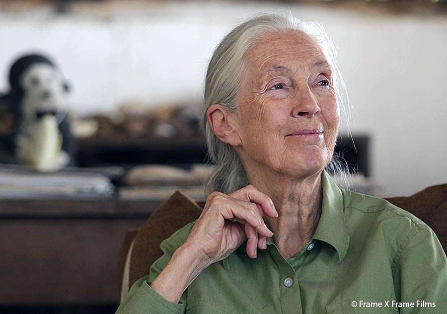 image for Jane Goodall calls for global ban on wildlife trade and end to ‘destructive and greedy period of human history’