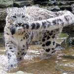image for heres a snow leopard nomming on his tail to make ur day