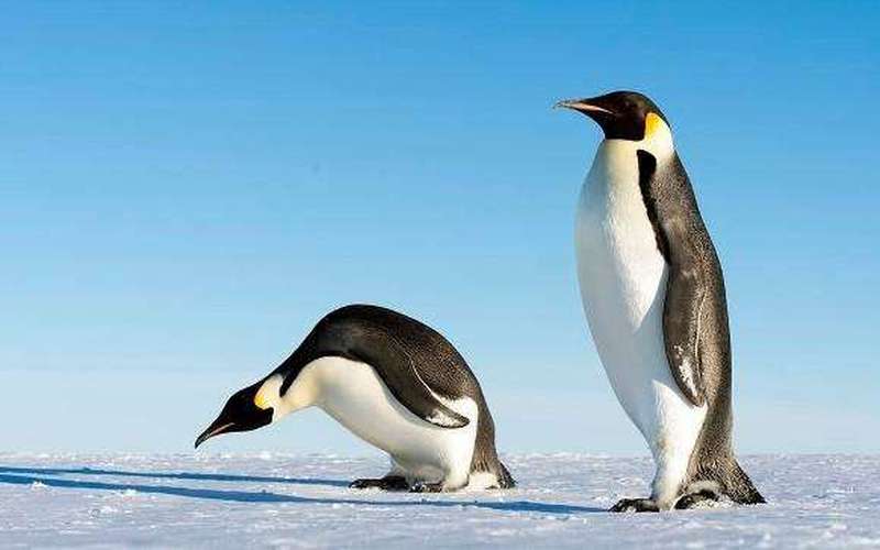 image for Giant 6-foot-8 penguin discovered in Antarctica