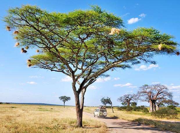 image for Amazing Acacias - a clever species of trees