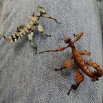 image for My stick insects are usually brown, but when they live on lichen they change colour to be camouflaged