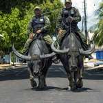 image for Military police in Soure, Brazil, patrol on water buffaloes instead of horses.