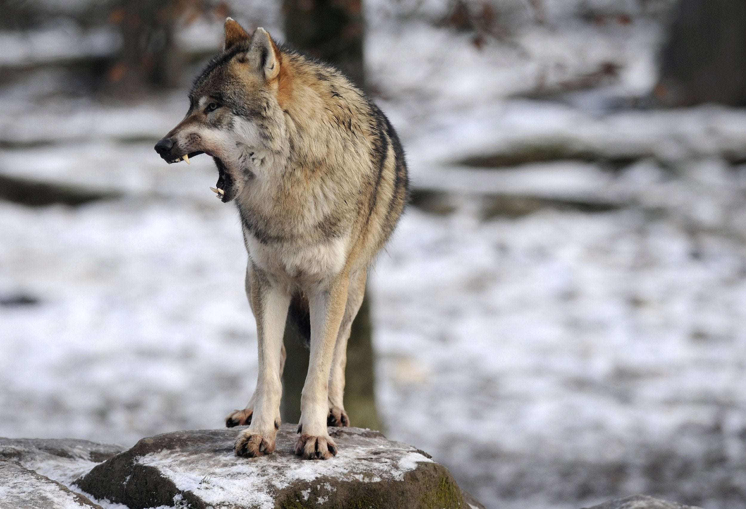 image for Wolf Reportedly Spotted in Northern France for First Time in Over 100 years