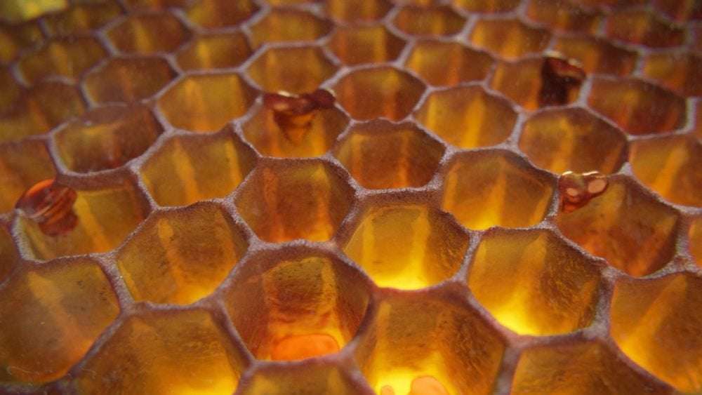 image for Pakistan’s Honey Production Increases by 70% Thanks to Billion Tree Project