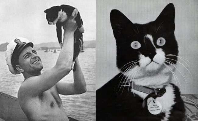 image for The legend of Unsinkable Sam - the cat who served on and survived 3 sinking ships during WW2