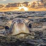 image for 🔥 A beautiful sea turtle