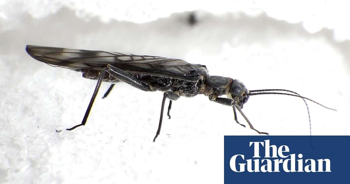 image for Insect numbers down 25% since 1990, global study finds