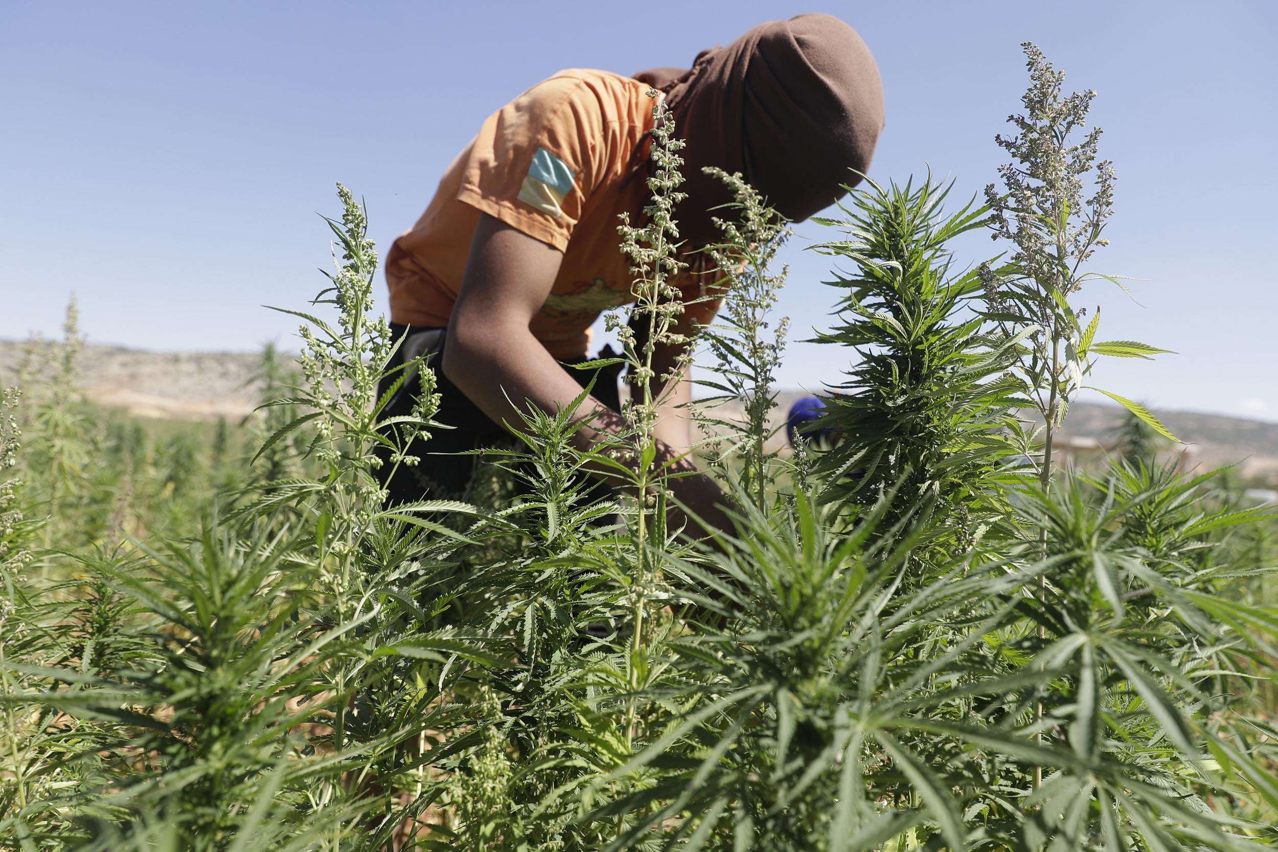image for Lebanon becomes first Arab country to legalise cannabis farming for medical use in bid to beat economic crisis