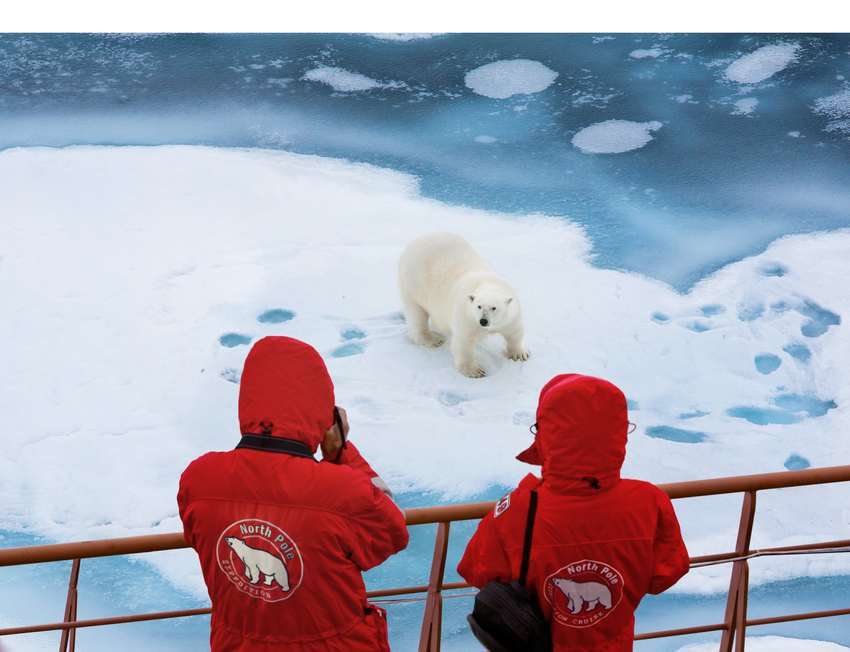 image for Polar Bear vs. Walrus
