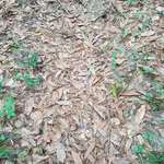 image for Camouflaged Copperhead Snake! Pretty hard to spot if you don't look carefully!