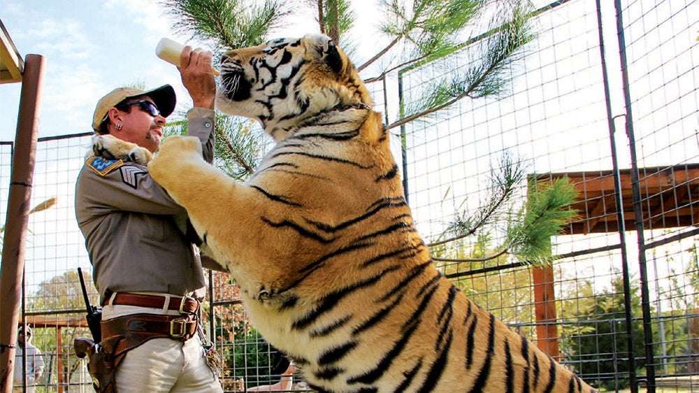 image for After ‘Tiger King,’ Celebrities Rally Around Passage of Big Cat Public Safety Act
