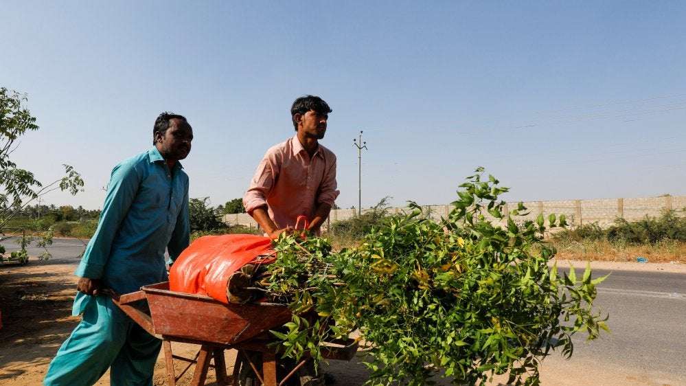 image for Pakistan's virus-idled workers hired to plant trees