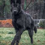 image for Beautiful Black German Shepherd