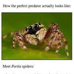 image for Portia spiders are metal