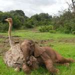 image for Baby elephant and ostrich being bros
