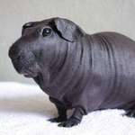 image for Hairless Guinea Pigs Look Like Tiny Hippos