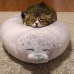 image for Cat and their seal pillow
