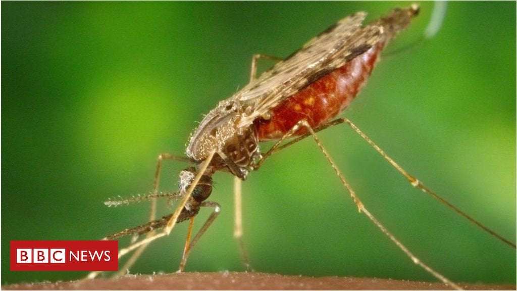 image for Malaria 'completely stopped' by microbe
