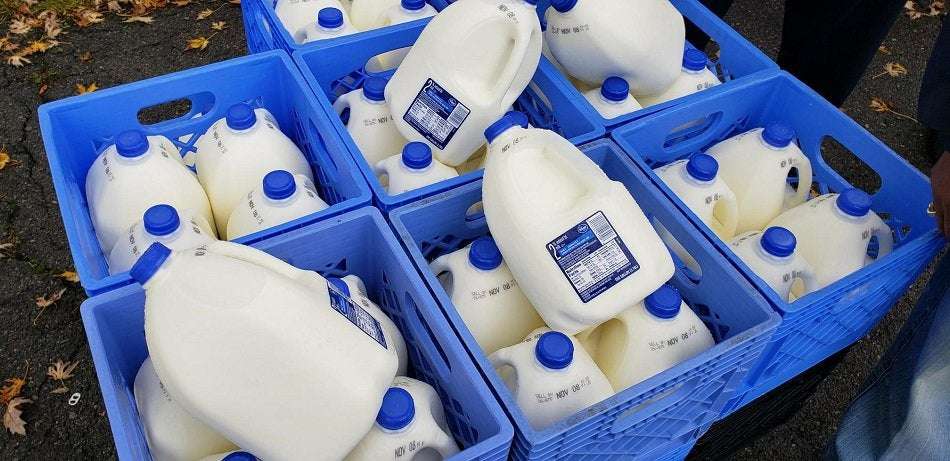 image for Kroger buys and redirects dairy farmers’ surplus milk to Feeding America food banks