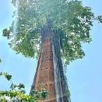 image for Tree coming out of a abandoned chimney