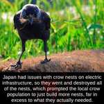 image for Feud between Crows and people in Japan