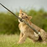 image for Lion cub playing with a gemsbok horn