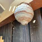 image for this wasp nest looks a bit like jupiter